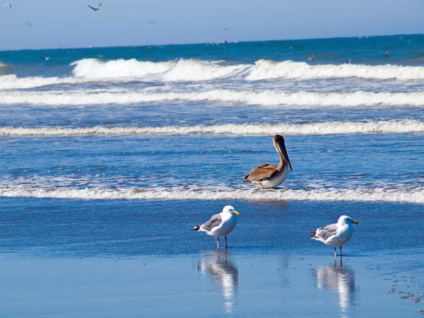 Una varietà di uccelli marini a Seashore con Pelicans — Foto Stock