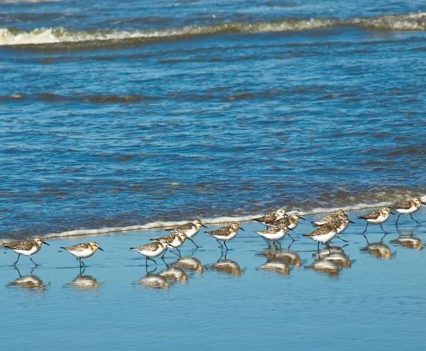 Un gregge di uccellini marroni al mare — Foto Stock