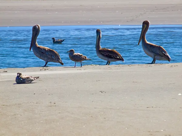 Množství mořských ptáků, na pobřeží představovat pelikánů — Stock fotografie