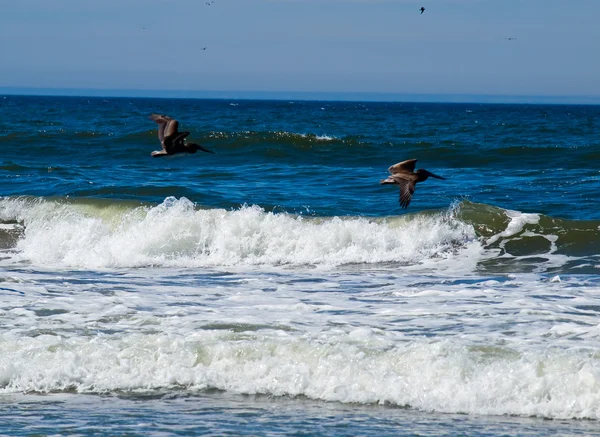 Uma variedade de aves marinhas no litoral com pelicanos — Fotografia de Stock