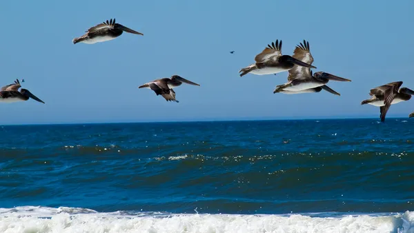 様々 な海鳥海岸の特徴ペリカン — ストック写真