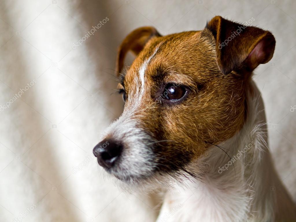 Portrait of a Cute Jack Russell Terrier