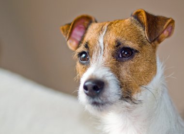 Sevimli bir Jack Russell Terrier portresi