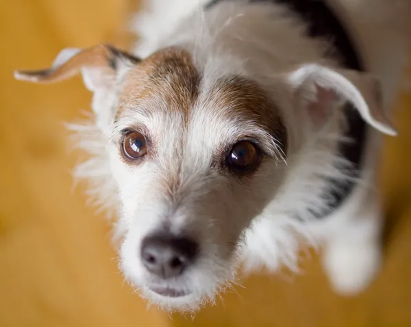 Portret van een leuke Jack Russell Terrier — Stockfoto