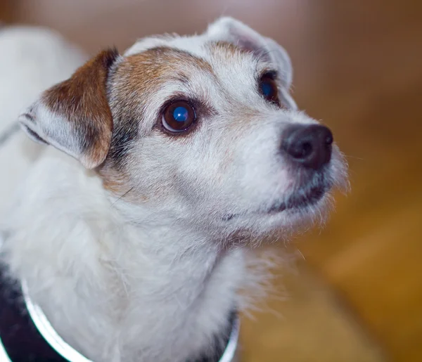 Portret van een leuke Jack Russell Terrier — Stockfoto