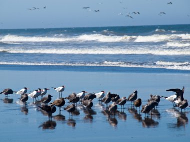 sahil, deniz kuşları, çeşitli