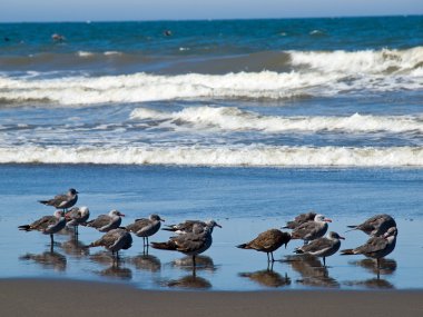 sahil, deniz kuşları, çeşitli