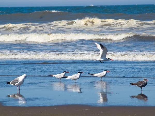 Una varietà di uccelli marini al mare — Foto Stock