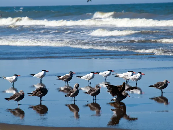A Variety of Seabirds at the Seashore — Stock Photo, Image
