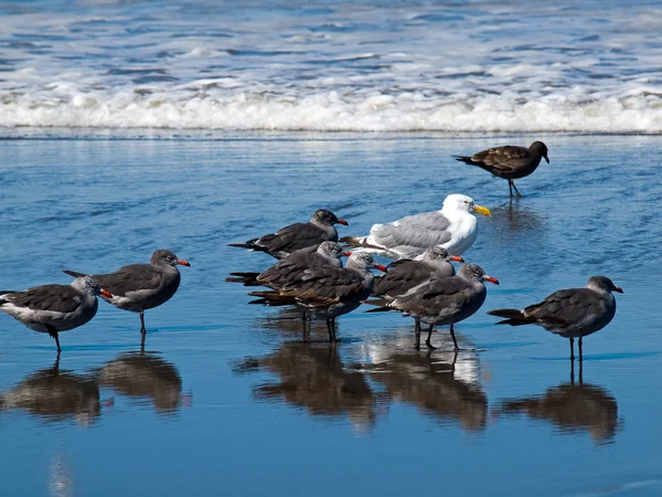 Una varietà di uccelli marini al mare — Foto Stock