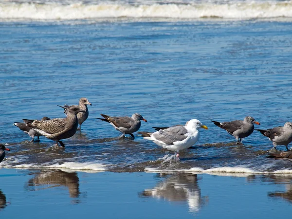 Una variedad de aves marinas en la orilla del mar — Foto de Stock