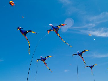 long Beach parlak mavi gökyüzü uçan çeşitli renkli uçurtma Uçurtma Festivali