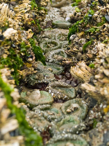 Un lit d'anémones de mer à Cannon Beach sur la côte de l'Oregon États-Unis — Photo