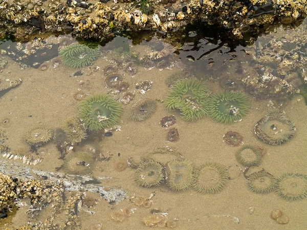 在美国俄勒冈海岸炮沙滩海葵的一张床 — 图库照片