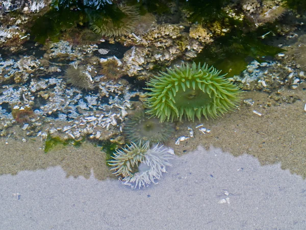 在美国俄勒冈海岸炮沙滩海葵的一张床 — 图库照片