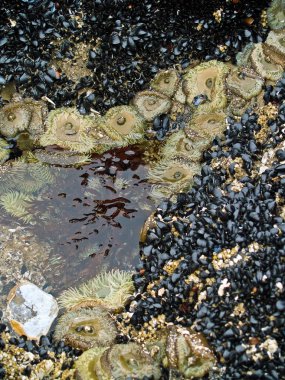 una cama de las anémonas de mar en la playa
