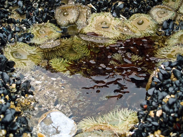 una cama de las anémonas de mar en la playa