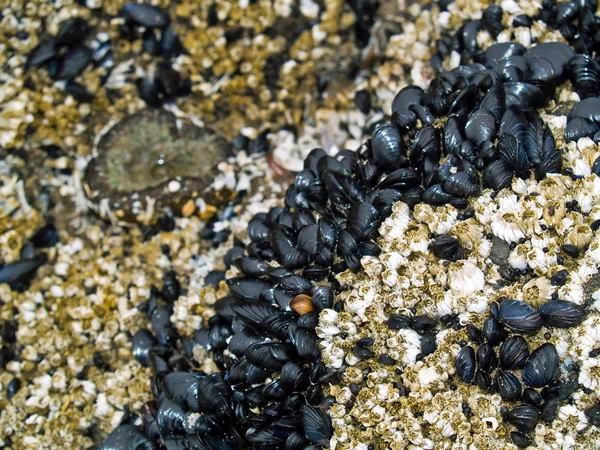 浜のイソギンチャクのベッド — ストック写真