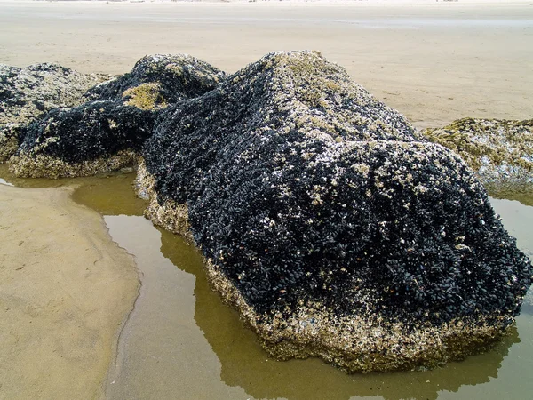 Barnacles on Tidepool Rocks at the Beach all'Ecola State Park Oregon USA — Foto Stock