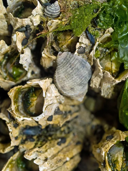 Seashell y los percebes en las rocas en el Tidepool de una playa —  Fotos de Stock
