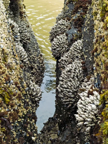 在沙滩上莱州州立公园美国俄勒冈潮水池岩石上的藤壶 — 图库照片