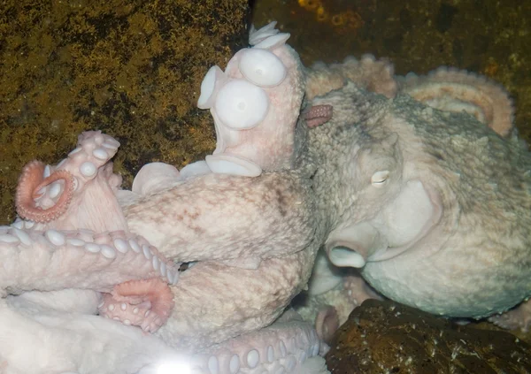 Krake im Meerwasser-Aquarium — Stockfoto