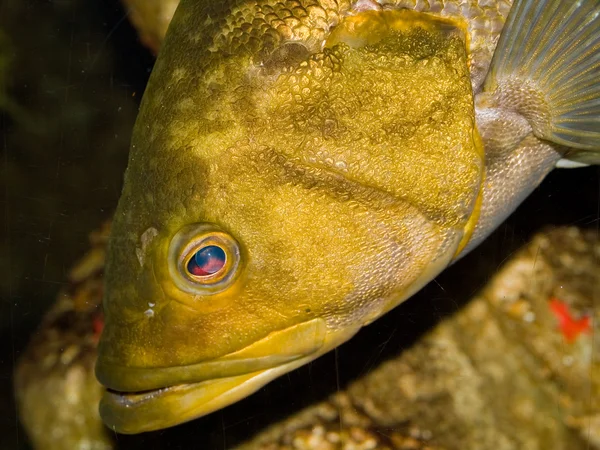 Fische im Meerwasseraquarium — Stockfoto