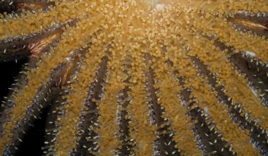 Deniz yıldızı sergilenen bir tuzlu su akvaryumu