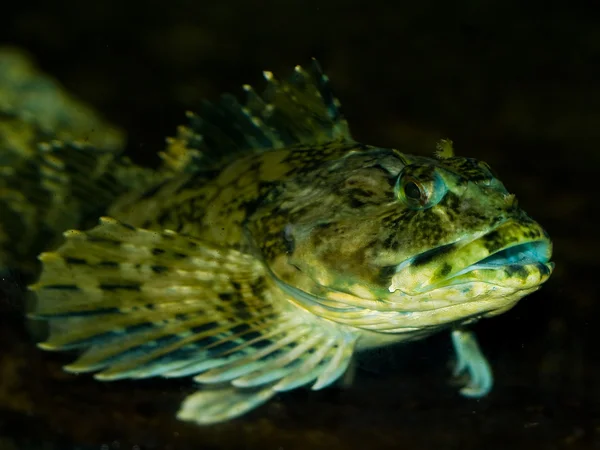 Рыба в аквариуме с соленой водой — стоковое фото