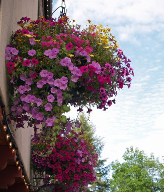 leavenworth wa ABD sokakları süsleyen çiçekleri
