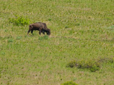 montana ABD Ulusal bison mesafeden Amerikan bizonu