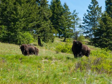montana ABD Ulusal bison mesafeden Amerikan bizonu