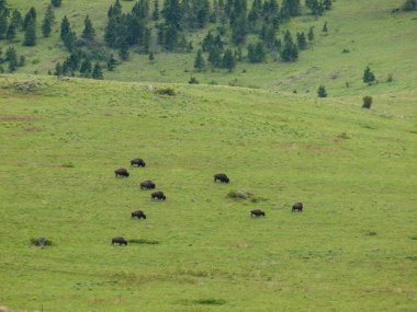 montana ABD Ulusal bison mesafeden Amerikan bizonu