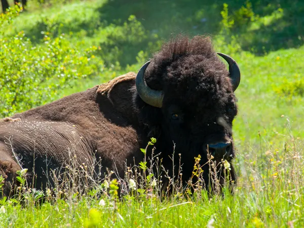 Bison nella National Bison Range in Montana USA — Foto Stock