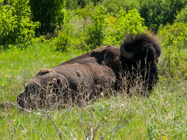 American Bison na National Bison Range em Montana, EUA — Fotografia de Stock