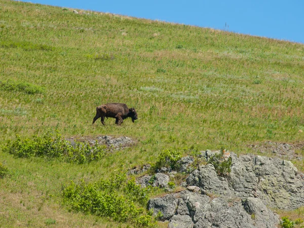 Amerikanische Bisons im nationalen Bisongebiet in den USA — Stockfoto