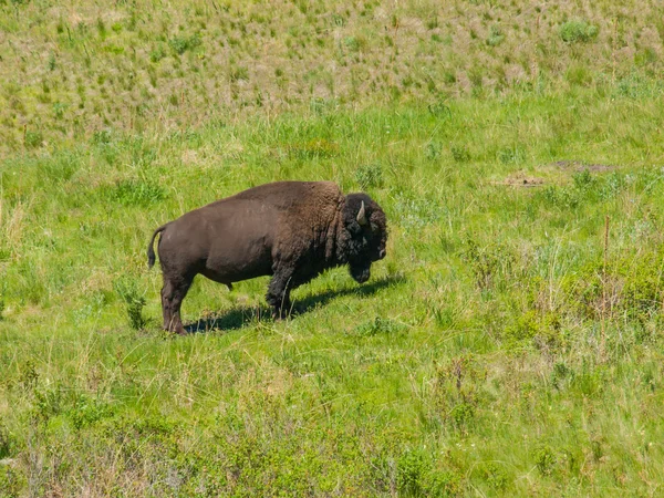在美国蒙大拿州的国家野牛范围的美洲野牛 — 图库照片