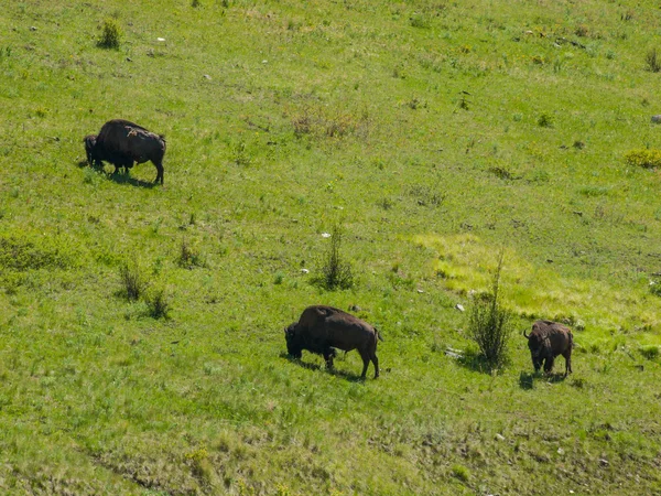 Americký bizon v rozmezí národní bizona v montana usa — Stock fotografie