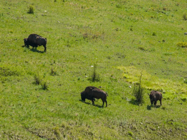 Bison d'Amérique à la National Bison Range dans le Montana USA — Photo