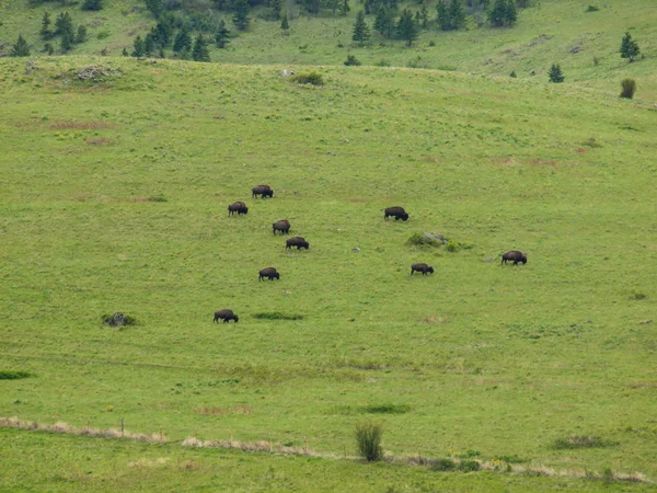 Americký bizon v rozmezí národní bizona v montana usa — Stock fotografie