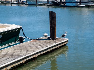 bir martı bir dock üzerindeki