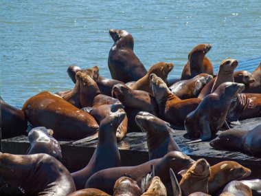 Deniz Aslanları, pier 39, san francisco