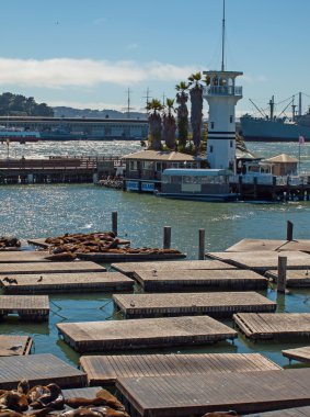 Deniz Aslanları, pier 39, san francisco