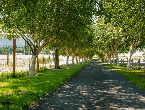 A Tree Lined Path — Stock Photo, Image