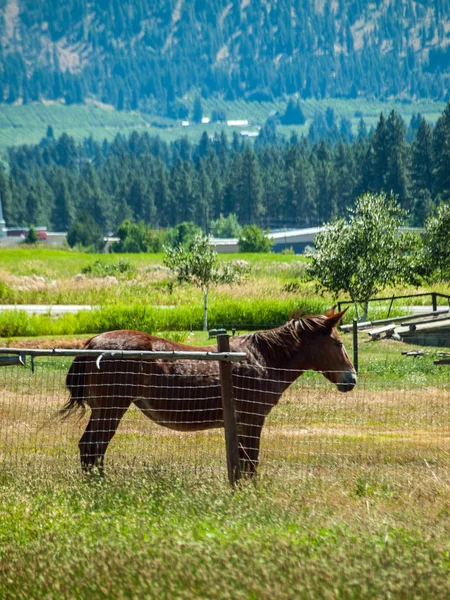 Pferde in einem eingezäunten Feld mit Bergen im Hintergrund — Stockfoto