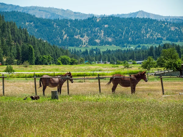 Cavalos em um campo — Fotografia de Stock