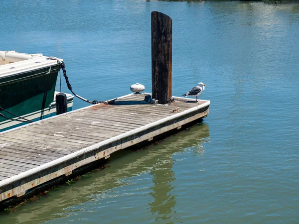 A Seagull on a Dock — Stock Photo, Image