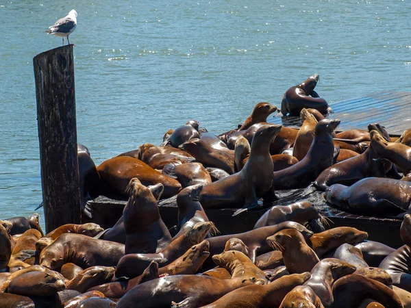 Sea Lions en el muelle 39 en San Francisco — Foto de Stock