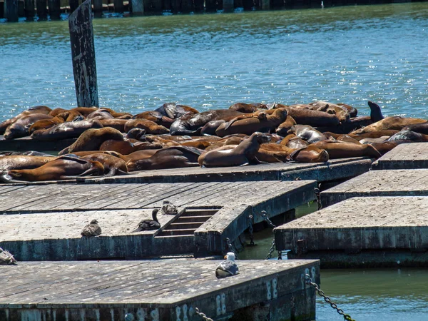 Sea Lions en el muelle 39 en San Francisco — Foto de Stock