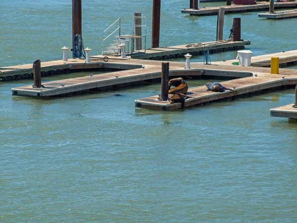 Sea Lions at Pier 39 at San Francisco — Stock Photo, Image